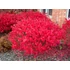 Kép 1/2 - Euonymus alatus 'Compactus' - szárnyas kecskerágó - CS9