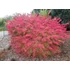 Kép 2/2 - Euonymus alatus 'Compactus' - szárnyas kecskerágó - CS9