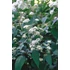 Kép 1/2 - Eupatorium rugosum 'Chocolate' - sédkender - CS14