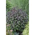 Kép 2/2 - Eupatorium rugosum 'Chocolate' - sédkender - CS14