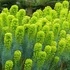 Kép 1/3 - Euphorbia characias 'Summer Snow'- mirtuszlevelű kutyatej - CS12