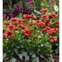 Kép 1/2 - Gaillardia aristata 'Barbican Red Imp.' - kokárdavirág - CS12