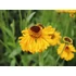 Kép 2/3 - Helenium 'The Bishop' - napfényvirág - CS11