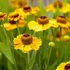 Kép 3/3 - Helenium 'The Bishop' - napfényvirág - CS11