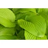 Kép 2/2 - Hosta 'Sum and Substance' - árnyékliliom - CS11