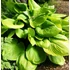 Kép 1/2 - Hosta 'Sum and Substance' - árnyékliliom - CS11