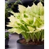 Kép 2/2 - Hosta 'White Feather' - árnyékliliom - CS11
