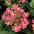 Kép 2/4 - Hydrangea macrophylla 'Flame Hot Pink' - kerti hortenzia - CS9