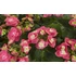 Kép 3/4 - Hydrangea macrophylla 'Flame Hot Pink' - kerti hortenzia - CS9