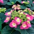 Kép 4/4 - Hydrangea macrophylla 'Flame Hot Pink' - kerti hortenzia - CS9