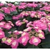Kép 1/4 - Hydrangea macrophylla 'Flame Hot Pink' - kerti hortenzia - CS9