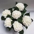 Kép 2/2 - Hydrangea macrophylla 'Ice Boy'- kerti hortenzia - CS9