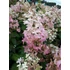 Kép 2/4 - Hydrangea paniculata 'Confetti' - bugás hortenzia - CS9
