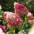 Kép 2/2 - Hydrangea paniculata 'Living Colour Cocktail' - bugás hortenzia - CS9
