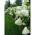Kép 2/2 - Hydrangea paniculata 'Silver Dollar' - bugás hortenzia - CS17