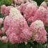 Kép 2/2 - Hydrangea paniculata 'Limelight Prime'- bugás hortenzia - CS17
