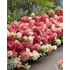 Kép 3/3 - Hydrangea paniculata 'Groundbreaker Ruby' - talajtakaró hortenzia - CS14