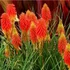 Kép 2/2 - Kniphofia uvaria 'Flamingo' - fáklyaliliom - CS11