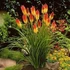 Kép 1/2 - Kniphofia uvaria 'Flamingo' - fáklyaliliom - CS11