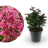 Kép 1/2 - Lagerstroemia indica 'Berry Dazzle' - selyemmirtusz - CS14