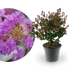 Kép 1/2 - Lagerstroemia indica 'Love Eternal' - selyemmirtusz - CS14