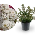 Kép 1/2 - Lagerstroemia indica 'With Love Virgin' - selyemmirtusz - CS9