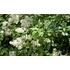 Kép 2/2 - Ligustrum vulgare 'Atrovirens' - télizöld fagyal - CS9