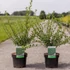 Kép 1/2 - Ligustrum vulgare 'Atrovirens' - télizöld fagyal - CS9