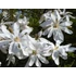 Kép 1/2 - Magnolia 'Stellata' - magnólia - CS21