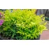 Kép 1/2 - Nandina domestica 'Lemon Lime' - japán szentfa - CS17