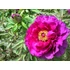 Kép 1/2 - Paeonia suffruticosa 'Dark Pink' - fás bazsarózsa - CS15