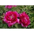 Kép 2/2 - Paeonia suffruticosa 'Dark Pink' - fás bazsarózsa - CS15