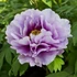 Kép 1/2 - Paeonia suffruticosa 'Lavander' - fás bazsarózsa - CS15