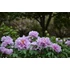 Kép 2/2 - Paeonia suffruticosa 'Lavander' - fás bazsarózsa - CS15