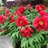 Kép 2/2 - Paeonia suffruticosa 'Red' - fás bazsarózsa - CS15