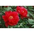 Kép 1/2 - Paeonia suffruticosa 'Red' - fás bazsarózsa - CS15