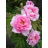 Kép 2/2 - Paeonia suffruticosa 'Soft Pink' - fás bazsarózsa - CS15