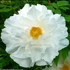 Kép 1/2 - Paeonia suffruticosa 'White' - fás bazsarózsa - CS15