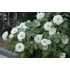 Kép 2/2 - Paeonia suffruticosa 'White' - fás bazsarózsa - CS15