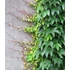 Kép 1/3 - Parthenocissus tricuspidata 'Veitch Boskoop'  - vadszőlő - CS15