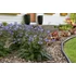 Kép 2/2 - Polemonium caeruleum 'Heaven Scent' - csatavirág - CS15