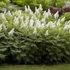 Kép 1/2 - Sorbaria sorbifolia 'Sem' - tollas gyöngyvessző - CS23