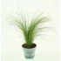 Kép 3/3 - Stipa tenuifolia 'Ponytails' - árvalányhaj - CS10,5