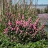 Kép 2/2 - Symphoricarpos doorenbosii 'Magical Sweet' - hóbogyó - CS17