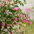 Kép 1/2 - Symphoricarpos doorenbosii 'Magical Sweet' - hóbogyó - CS17