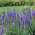 Kép 2/2 - Veronica spicata 'Royal Candles' - macskafarkú veronika - CS11