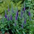 Kép 1/2 - Veronica spicata 'Royal Candles' - macskafarkú veronika - CS11