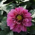 Kép 2/3 - Dahlia x hybrida 'Purple Bicolor' - törpe dália - CS14