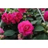 Kép 2/2 - Impatiens walleriana 'Bonita Rose' - nebáncsvirág, vízifukszia - CS12