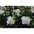 Kép 2/2 - Impatiens walleriana 'Bonita White' - nebáncsvirág, vízifukszia - CS12